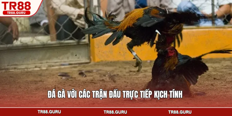 Đá gà với các trận đấu trực tiếp kịch tính