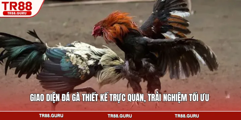 Giao diện đá gà thiết kế trực quan, trải nghiệm tối ưu