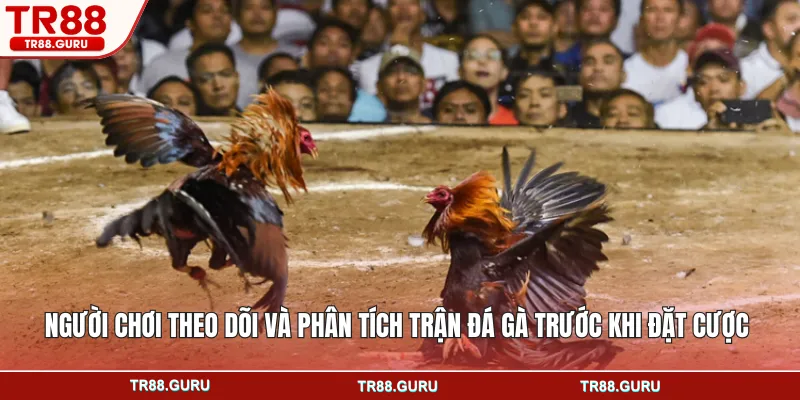 Người chơi theo dõi và phân tích trận đá gà trước khi đặt cược